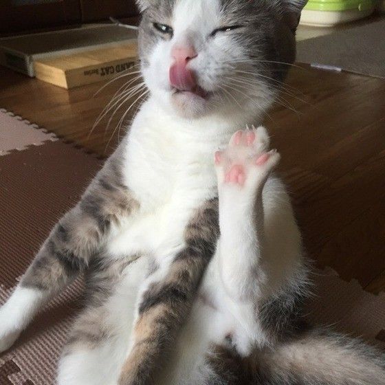 毛づくろいをするスコティッシュフォールド