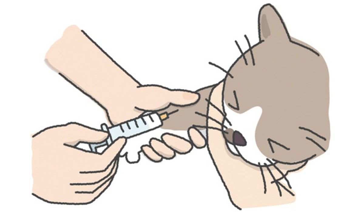 症状に気付きにくい 沈黙の臓器 肝臓とすい臓の病気 ねこのきもちweb Magazine 症状に気付きにくい 沈黙の臓器 肝臓とすい臓の病気 ねこのきもちweb Magazine