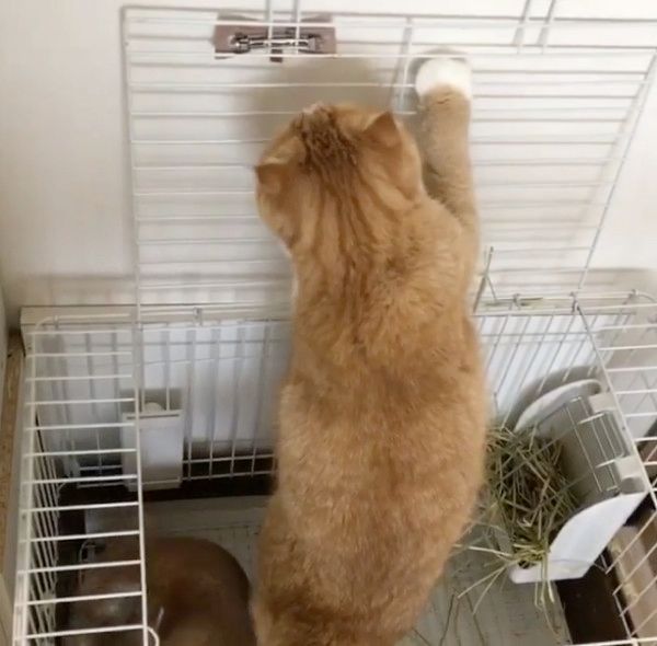 ウサギ小屋に入る猫