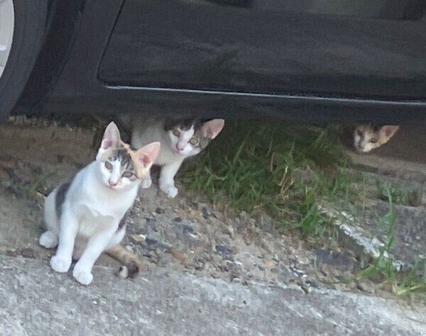 多頭飼育崩壊の現場にいた猫たち