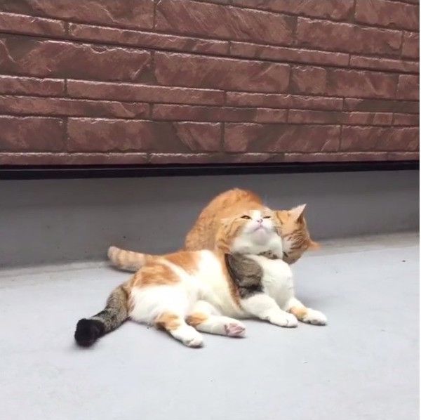 ニャンコの逆襲