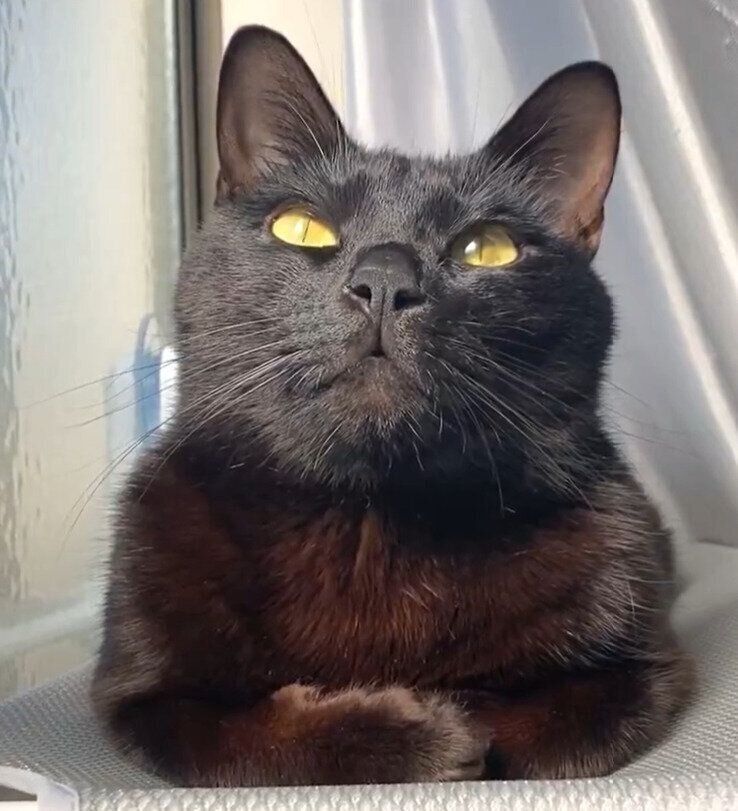 日向ぼっこ中の猫