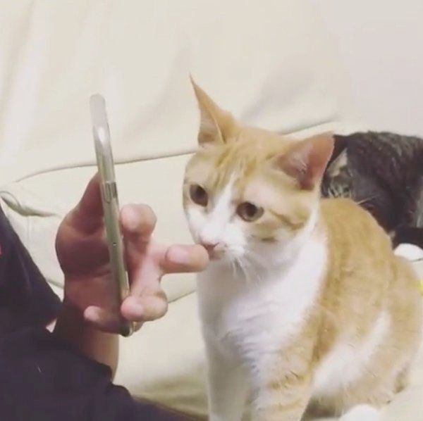 飼い主さんの指にかぶりつく猫