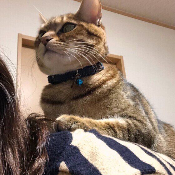 飼い主さんの上に乗る猫
