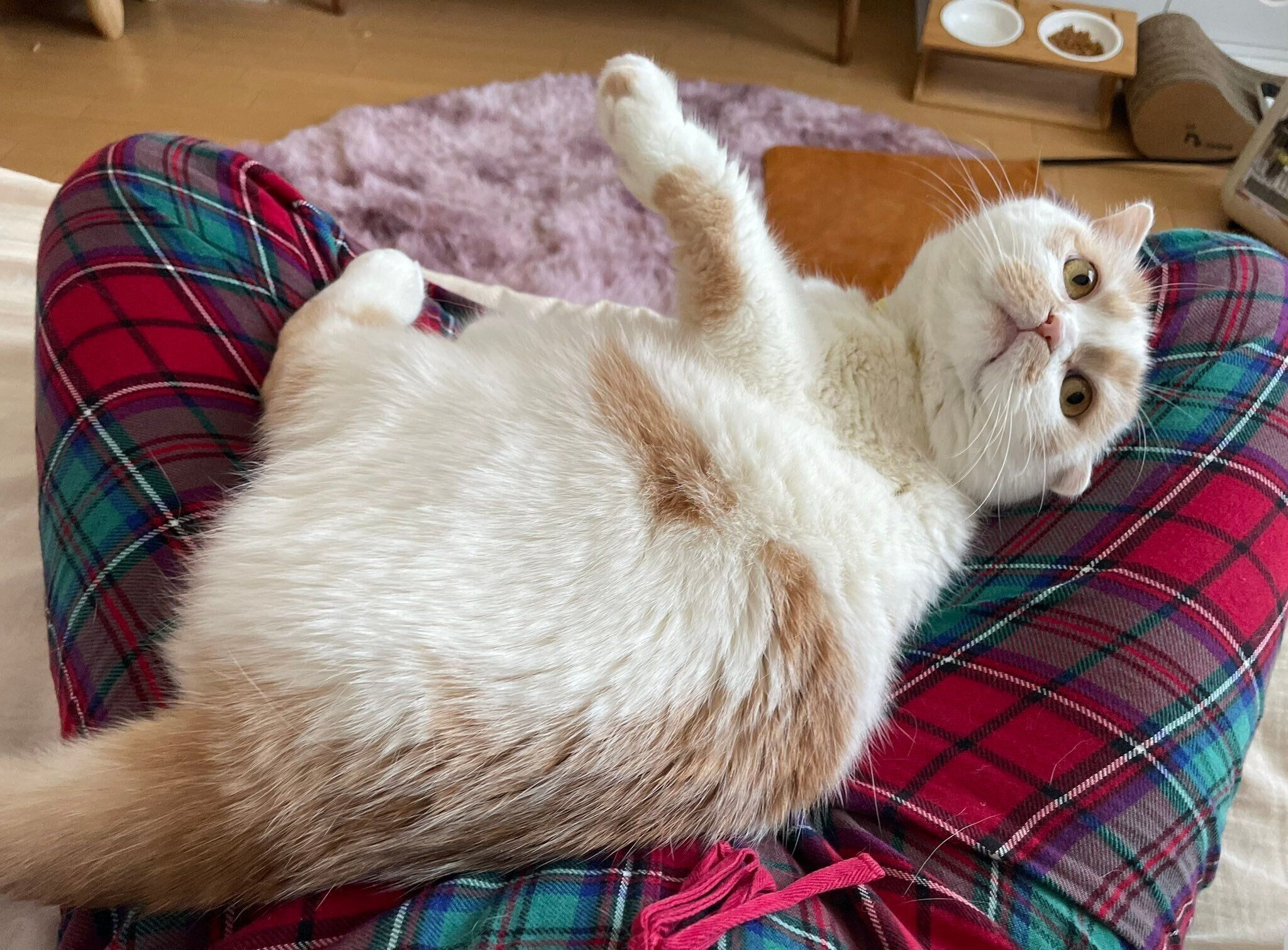 飼い主さんの膝の上に乗るホイちゃん