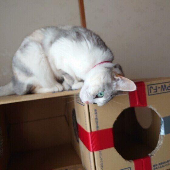 ダンボールにスリスリするMIXの女の子