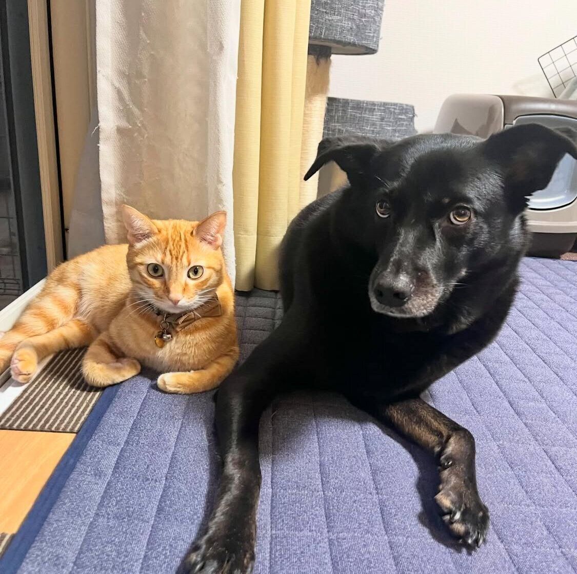 （写真左から）虎吉くん、先住犬・はなちゃん