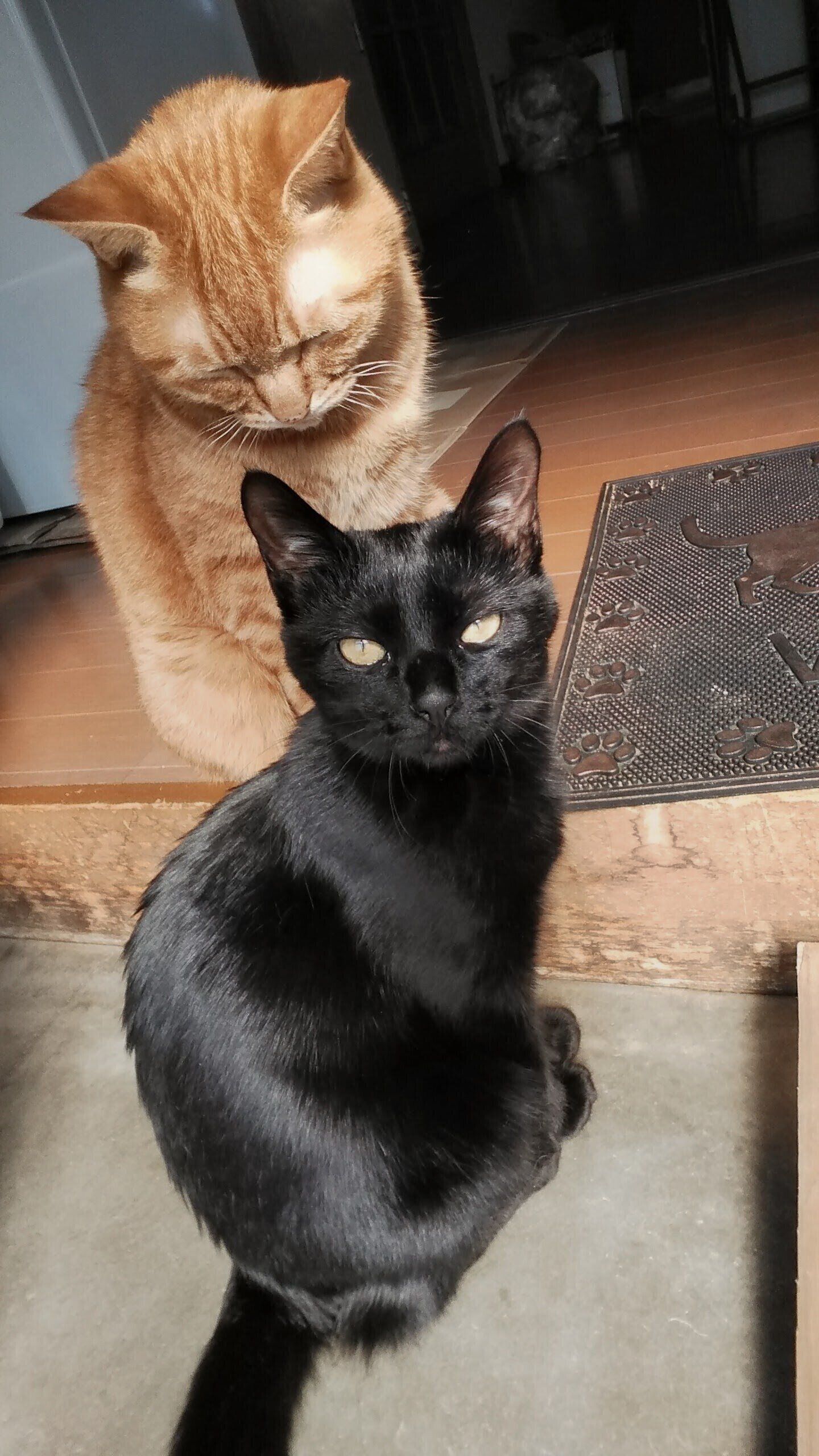 並んで座る2匹の猫