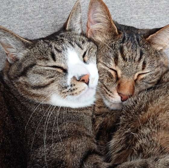 くっついて眠る2匹のキジトラ猫