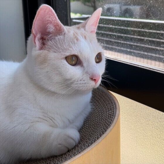 マンチカンのカプチーノちゃん