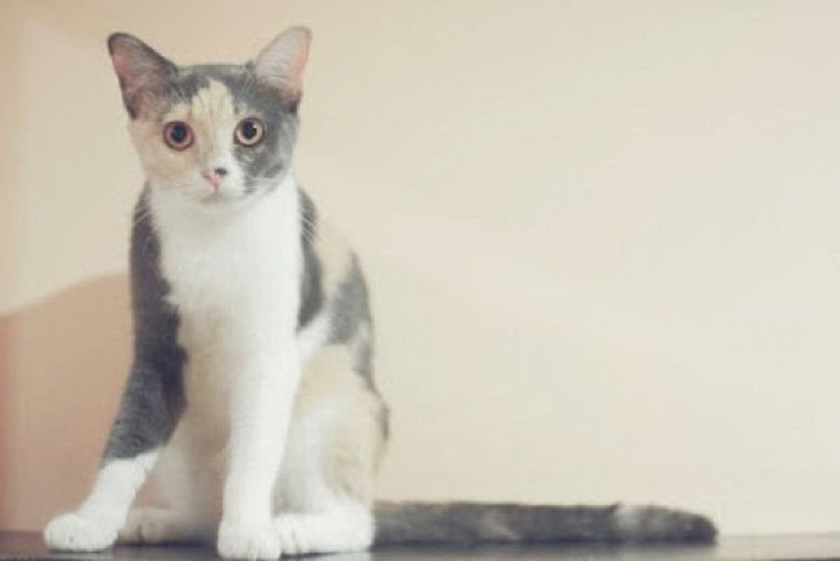 飼い始めの猫に多い 体の一部が脱毛がする 皮膚糸状菌症 とは ねこのきもちweb Magazine
