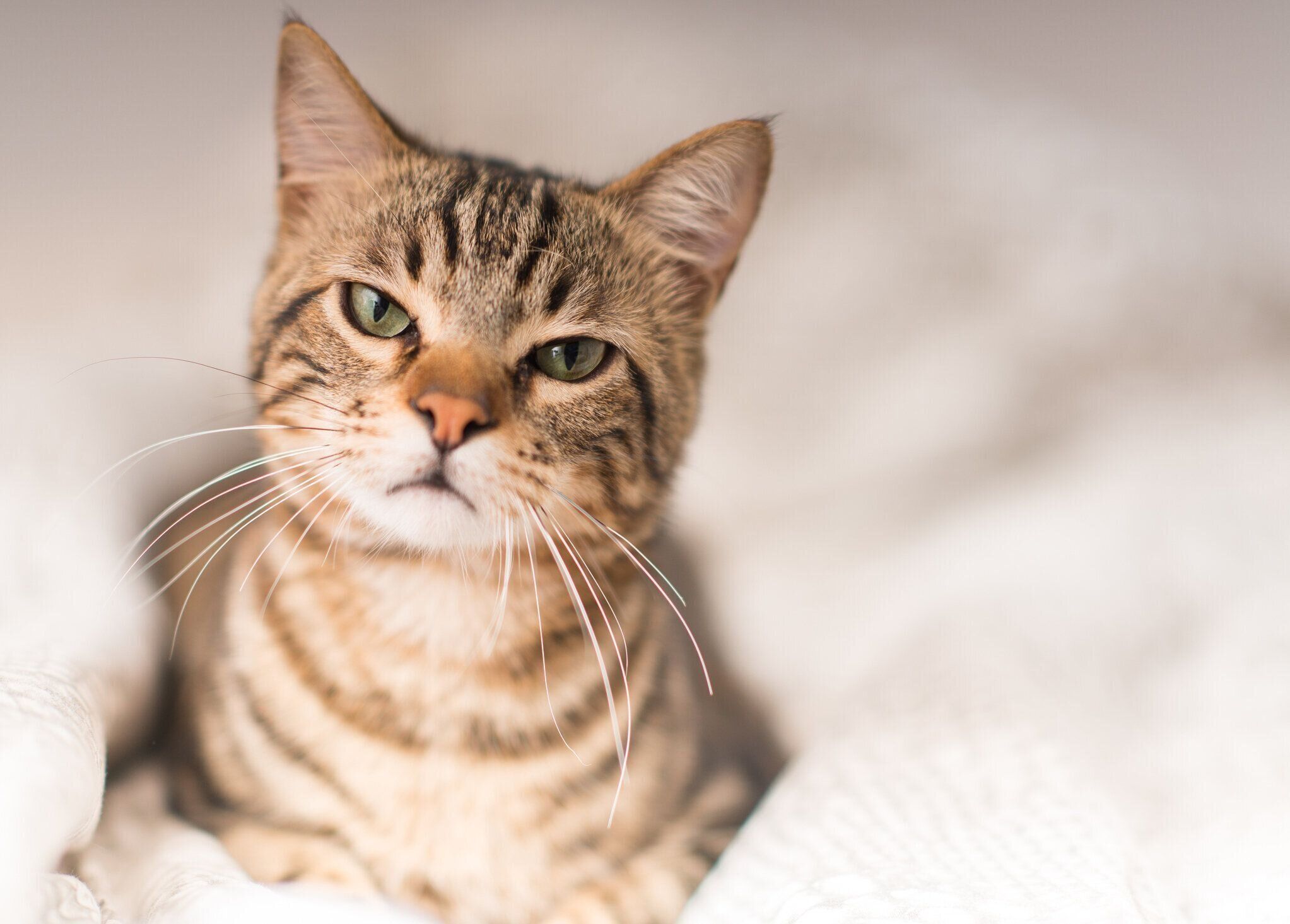 若い美しい猫を自宅