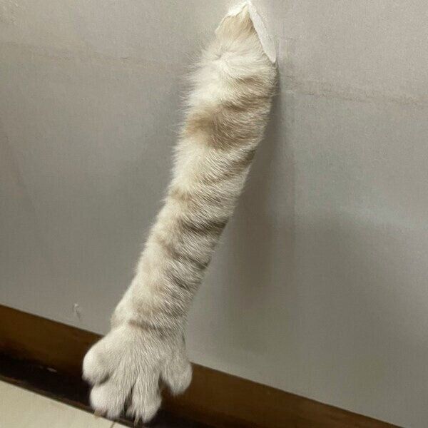 障子から手を出すちゃぼくん