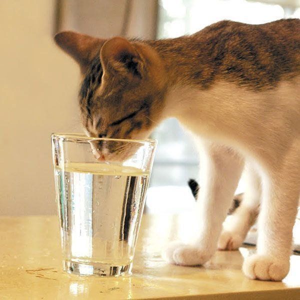 水を飲む猫