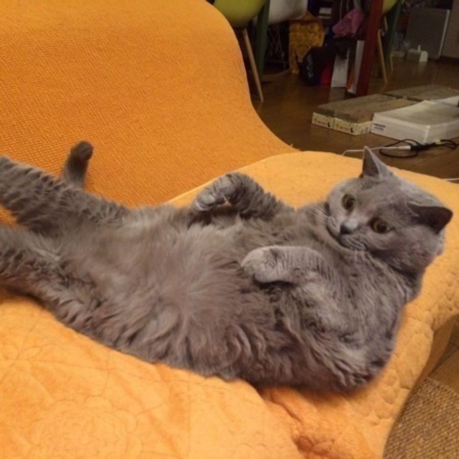 見て良し なでて良し 100 堪能 癒し効果抜群の猫腹毛 ねこのきもちweb Magazine 見て良し なでて良し 100 堪能 癒し効果抜群の猫腹毛 ねこのきもちweb Magazine