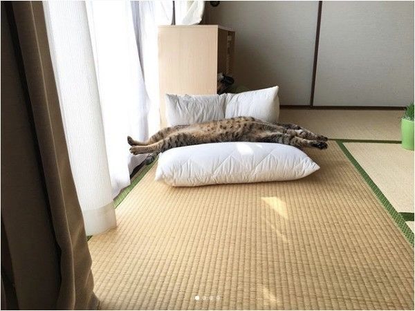 仰向けニャンコ