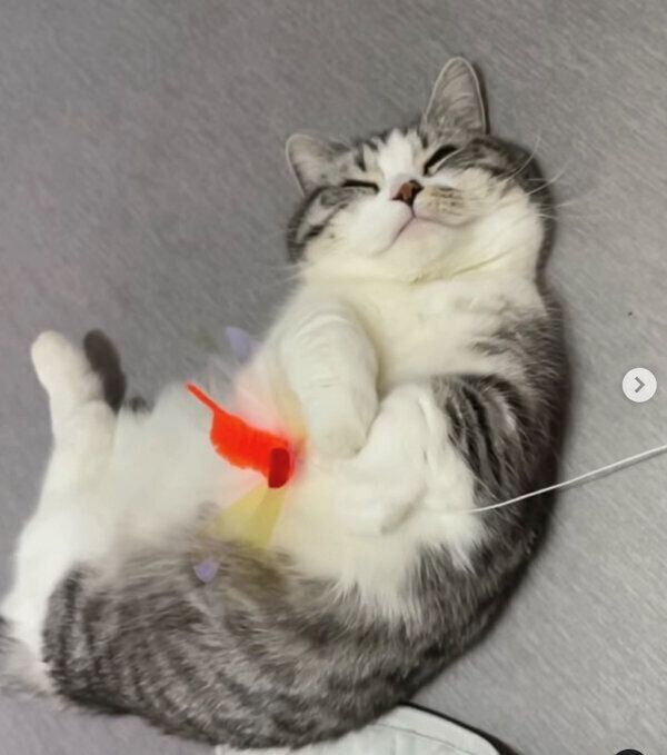 眠るふにちゃん