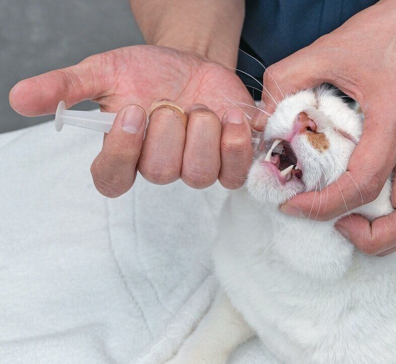 シリンジで猫に水を飲ませる様子