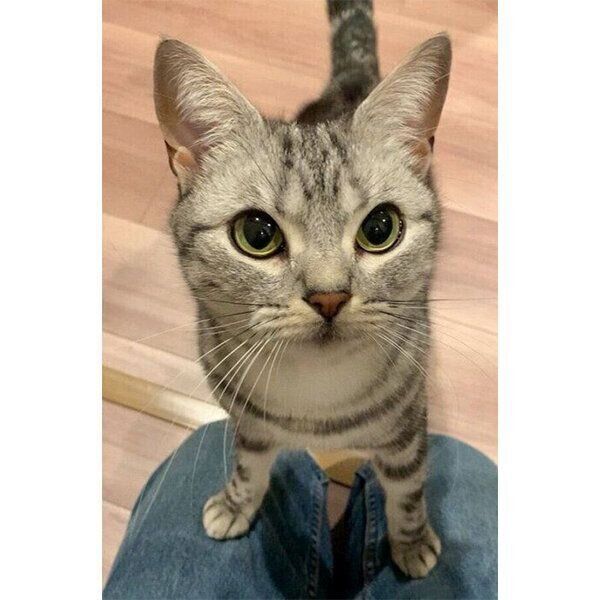 圧をかけるあんこくん