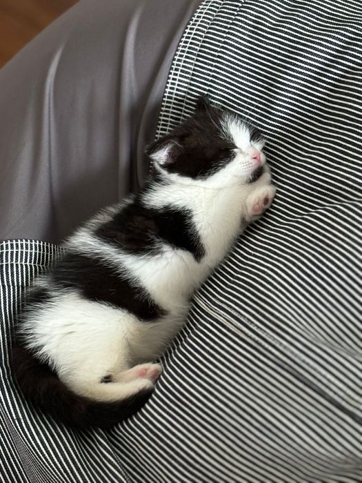 別の日の様子 気持ちよさそうに眠るびびちゃん