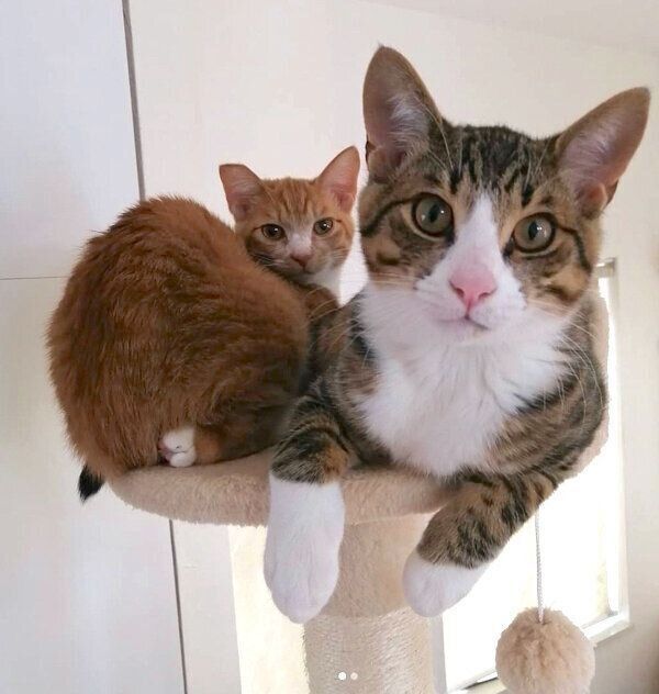 キャットタワーでくつろぐあんこちゃん、きなこちゃん