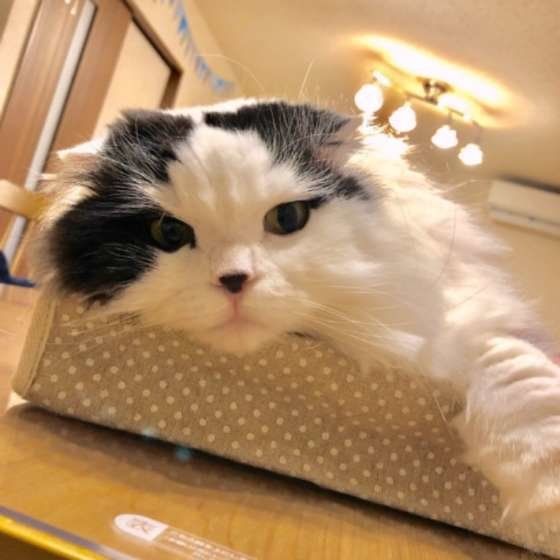 ツンデレなスコティッシュフォールド・ロングヘア