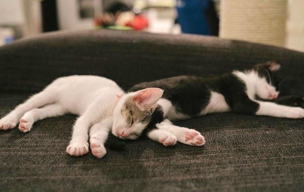 元保護猫・ナナちゃんとハチくん