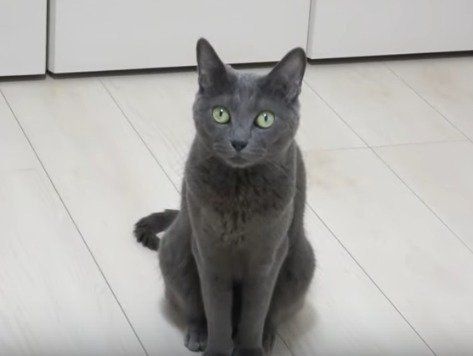 猫　ハムちゃん