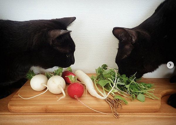 シンクロ黒猫兄弟