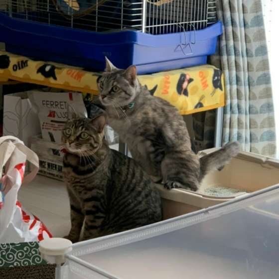 トイレ中のキジトラ