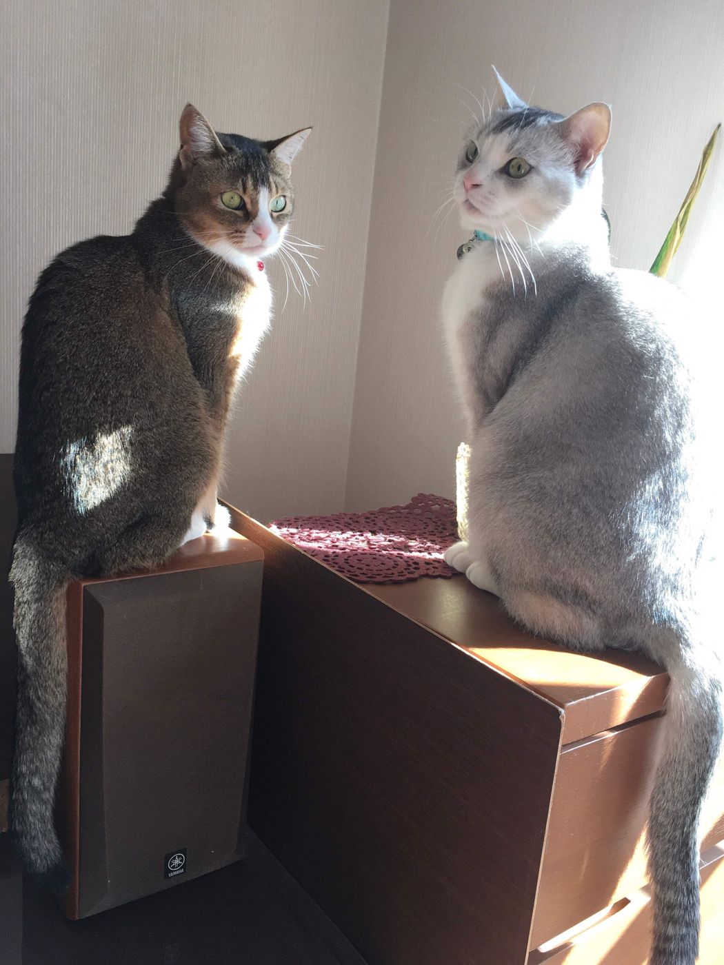 震災後に見つけた 里親募集の貼紙 を前に後悔したくないと決意 迎えた2匹の猫に 反抗期の息子たちの笑顔も増える ねこのきもちweb Magazine 震災後に見つけた 里親募集の貼紙 を前に後悔したくないと決意 迎えた2匹の猫に 反抗期の息子たちの笑顔も増える ねこのきもちweb Magazine