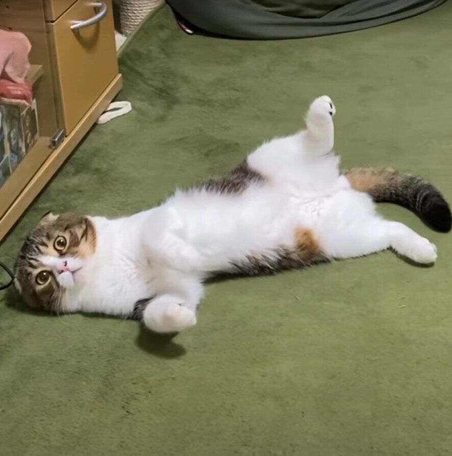 へそ天ポーズのぽこ太郎くん