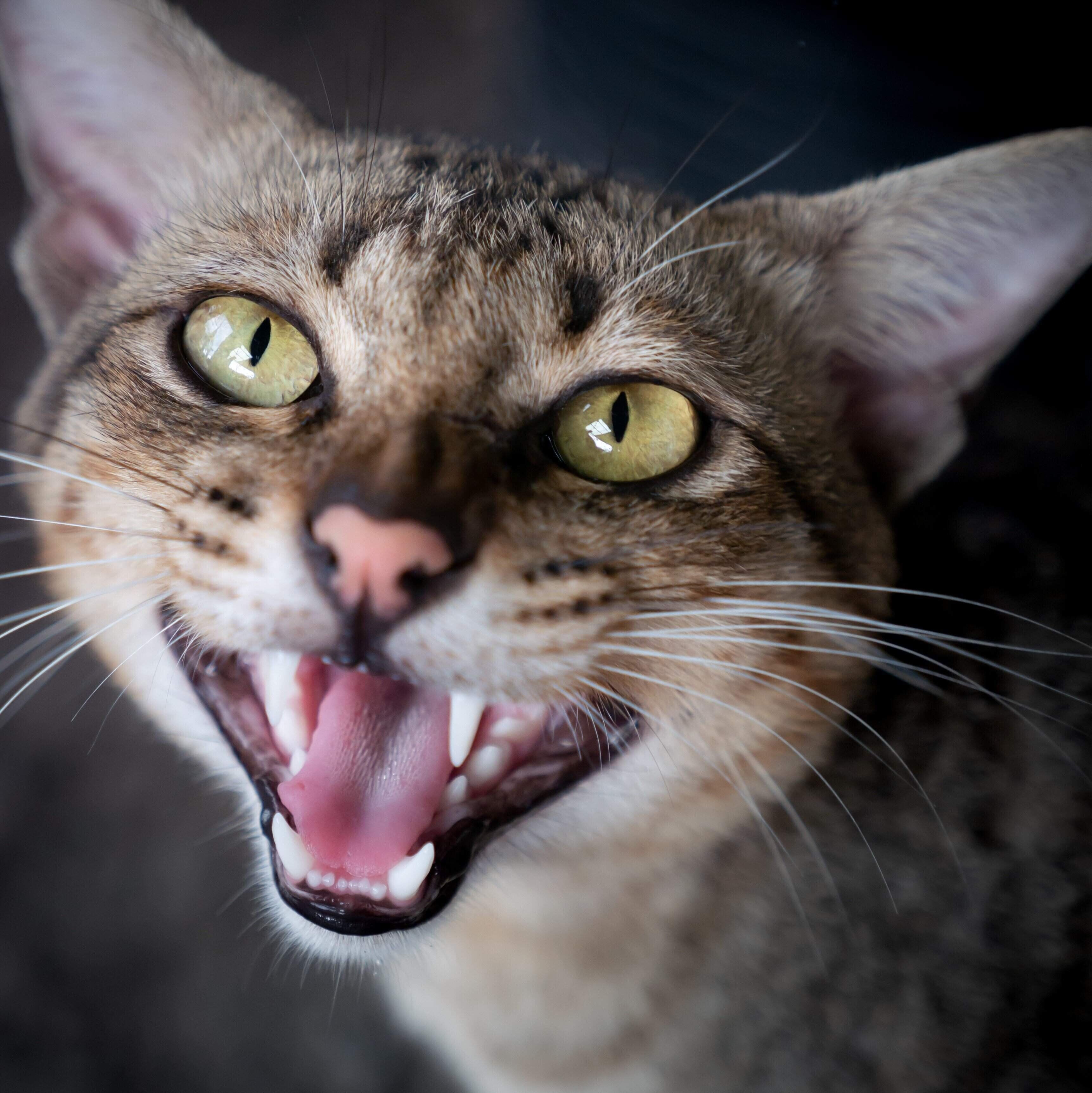 画像／iStock、Getty Images Plus