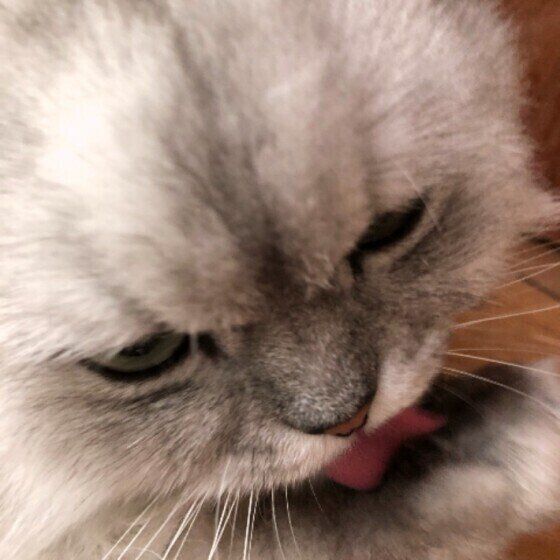 肉球を舐めるペルシャ