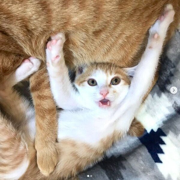 可愛いポーズをするSUNちゃん