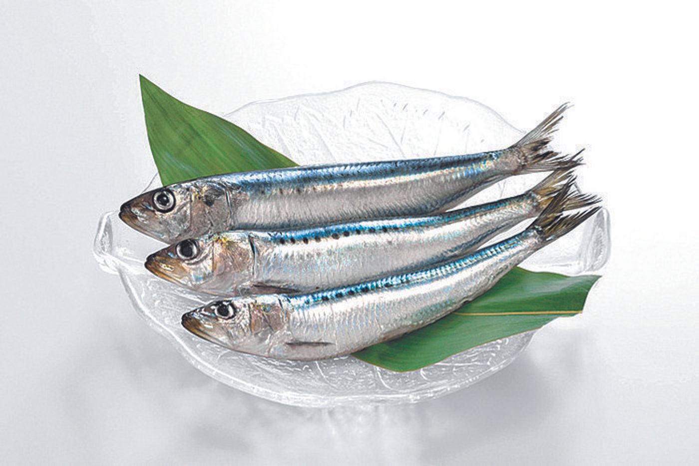 この魚介類 海藻 猫に与えてok Ng 猫が食べてもいい 食べてはいけない魚介類 ねこのきもちweb Magazine この魚介類 海藻 猫に与えてok Ng 猫が食べてもいい 食べてはいけない魚介類 ねこのきもちweb Magazine