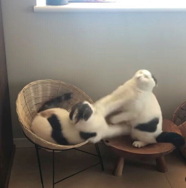 揉めるねね子ちゃんとカツヲくん