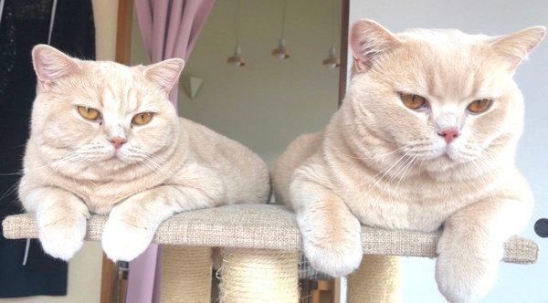 仲良しなブリティッシュショートヘア