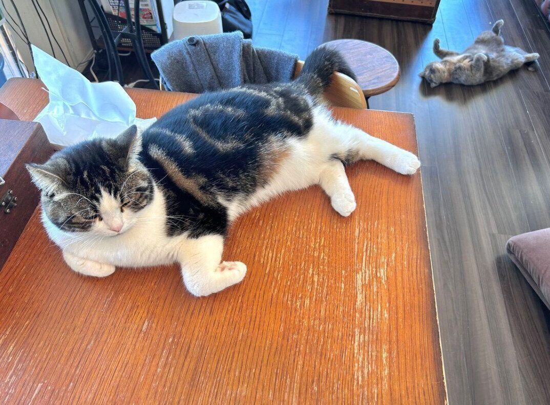 机で眠るこたろうくんと、床でヘソ天するネムちゃん