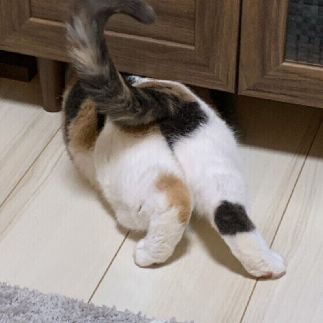 猫の お尻歩き って何 異変のサインの可能性も 獣医師解説 ねこのきもちweb Magazine 猫の お尻歩き って何 異変のサインの可能性も 獣医師解説 ねこのきもちweb Magazine