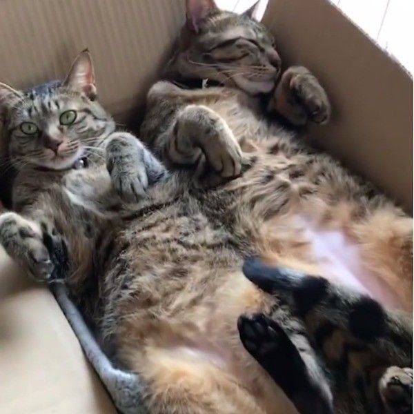 猫の箱詰め