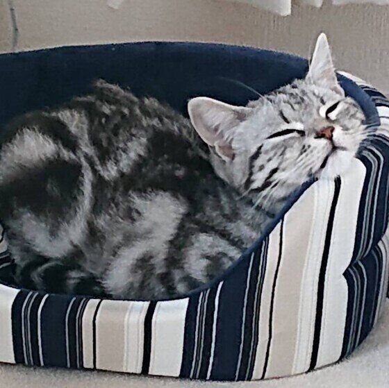 あごをのせるりんちゃん（アメリカンショートヘア）