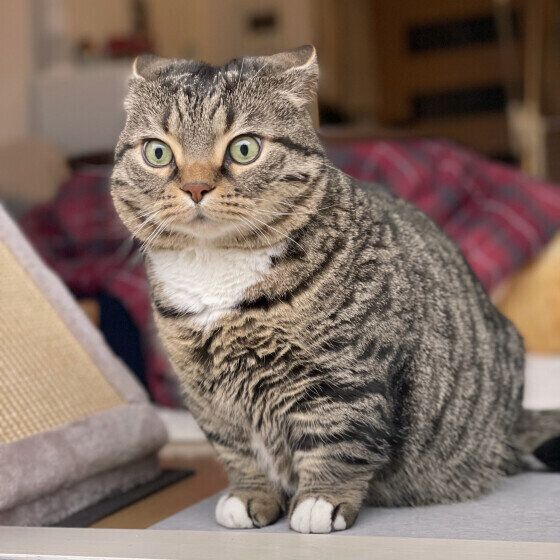 見つめるマンチカン