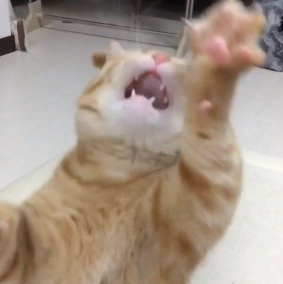 ねこじゃらしをつかもうとするマンチンカン