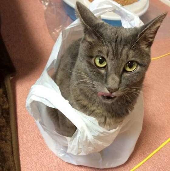 袋の中に入る猫