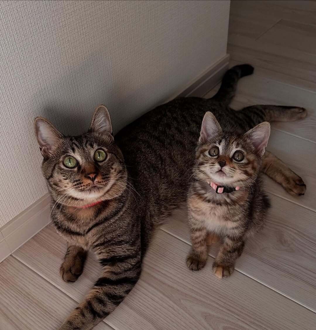 どこか似ている？　“妹猫”のきぃちゃんと一緒に