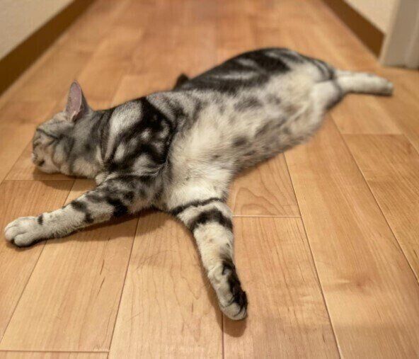 アメリカンショートヘアのねねちゃん