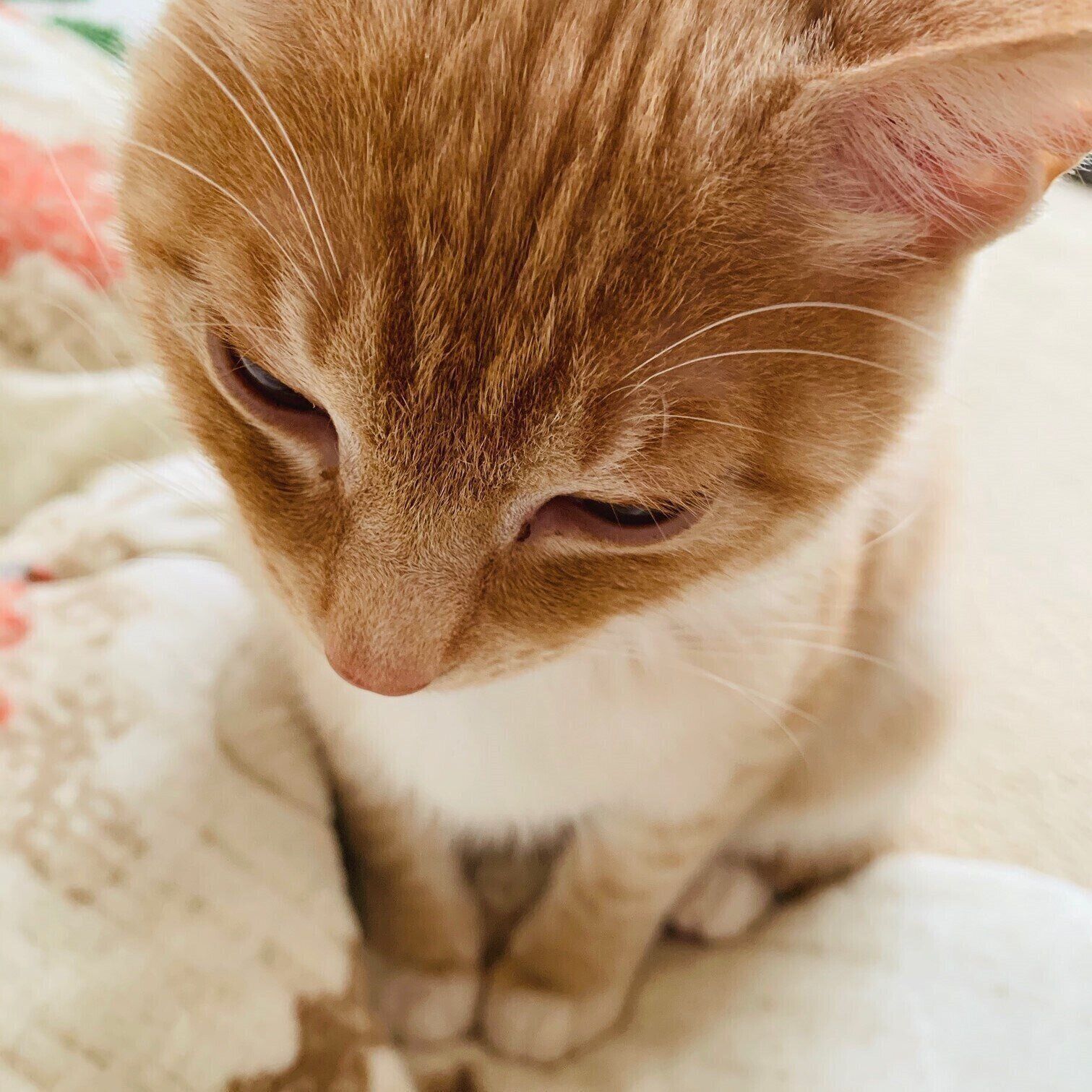 画像／2020年7月号『ねこの「触ってサイン」』