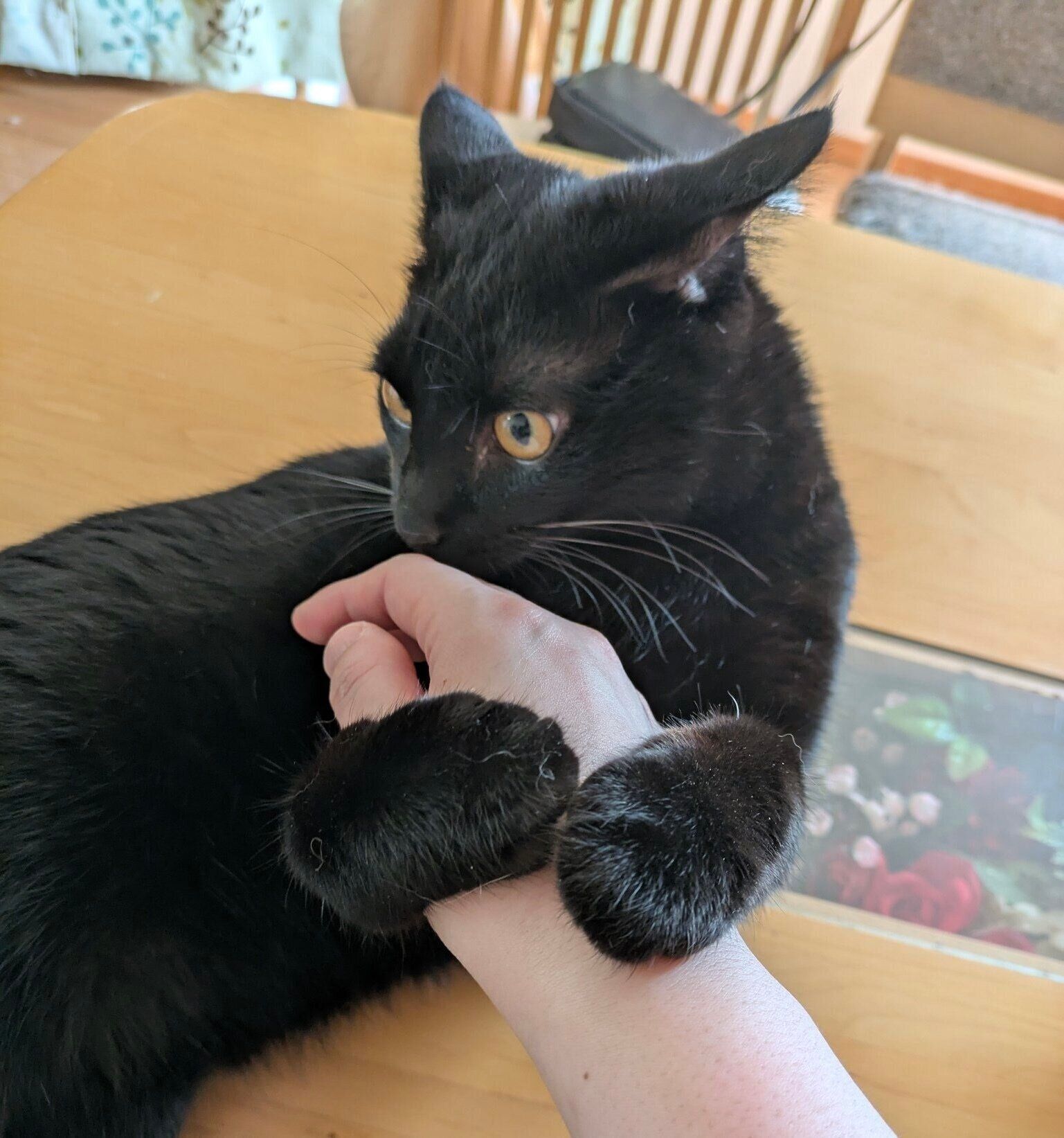 壁紙で爪とぎ派のおはぎくん