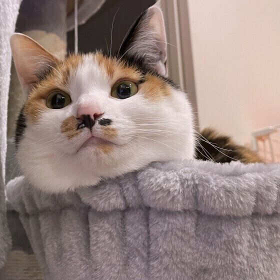 MIXミケのモミジちゃん